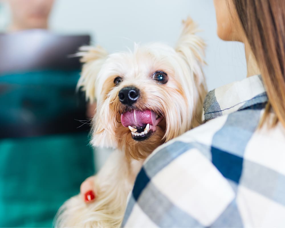 Dental Care, Guelph Vet