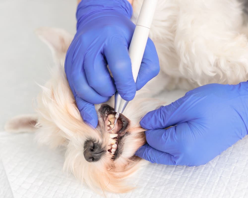 Dental Care, Guelph Vet